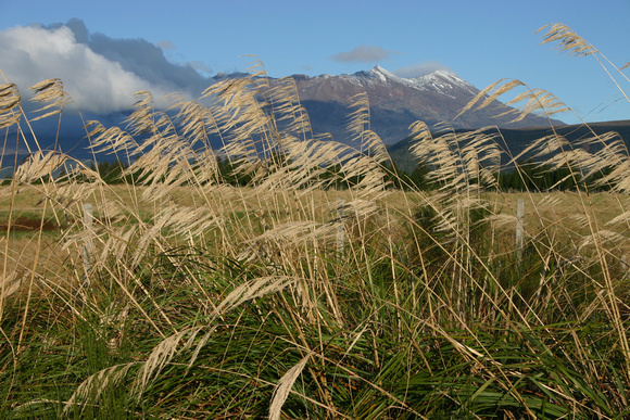 Mt. Ruapehu through the toi toi