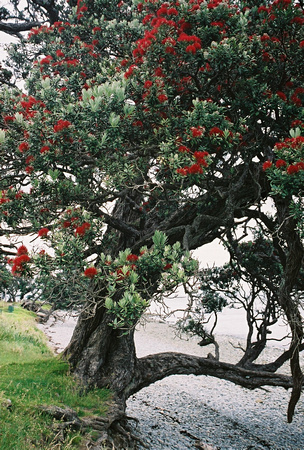 Pohutakawa Tree