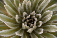 Frailejon