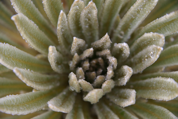 Frailejon